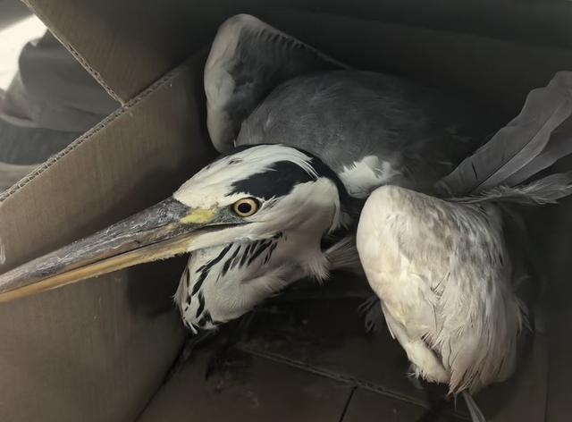 送牛背鹭、苍鹭疗伤、帮山麻雀幼鸟搬家崇明警民救助多只受困野生保护鸟类(图1)