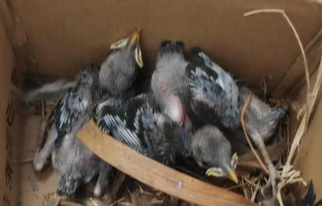 送牛背鹭、苍鹭疗伤、帮山麻雀幼鸟搬家崇明警民救助多只受困野生保护鸟类(图2)