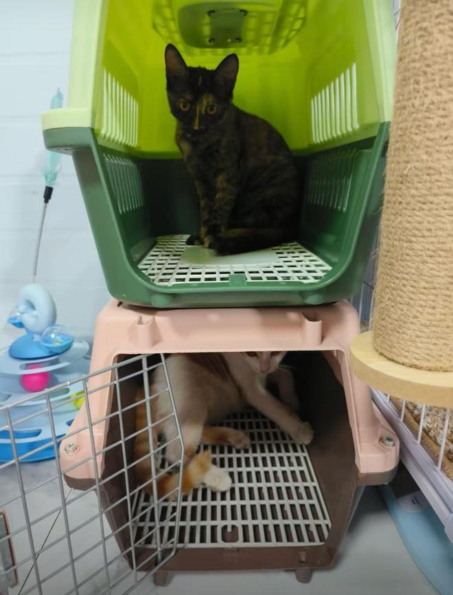 杭州到重庆成都昆明贵阳绵阳带宠物搬家顺风车物流平台排行榜推荐